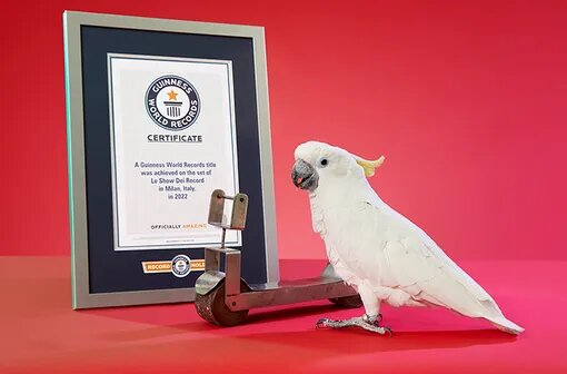 Попугай Чико вместе с его сертификатом рекорда.