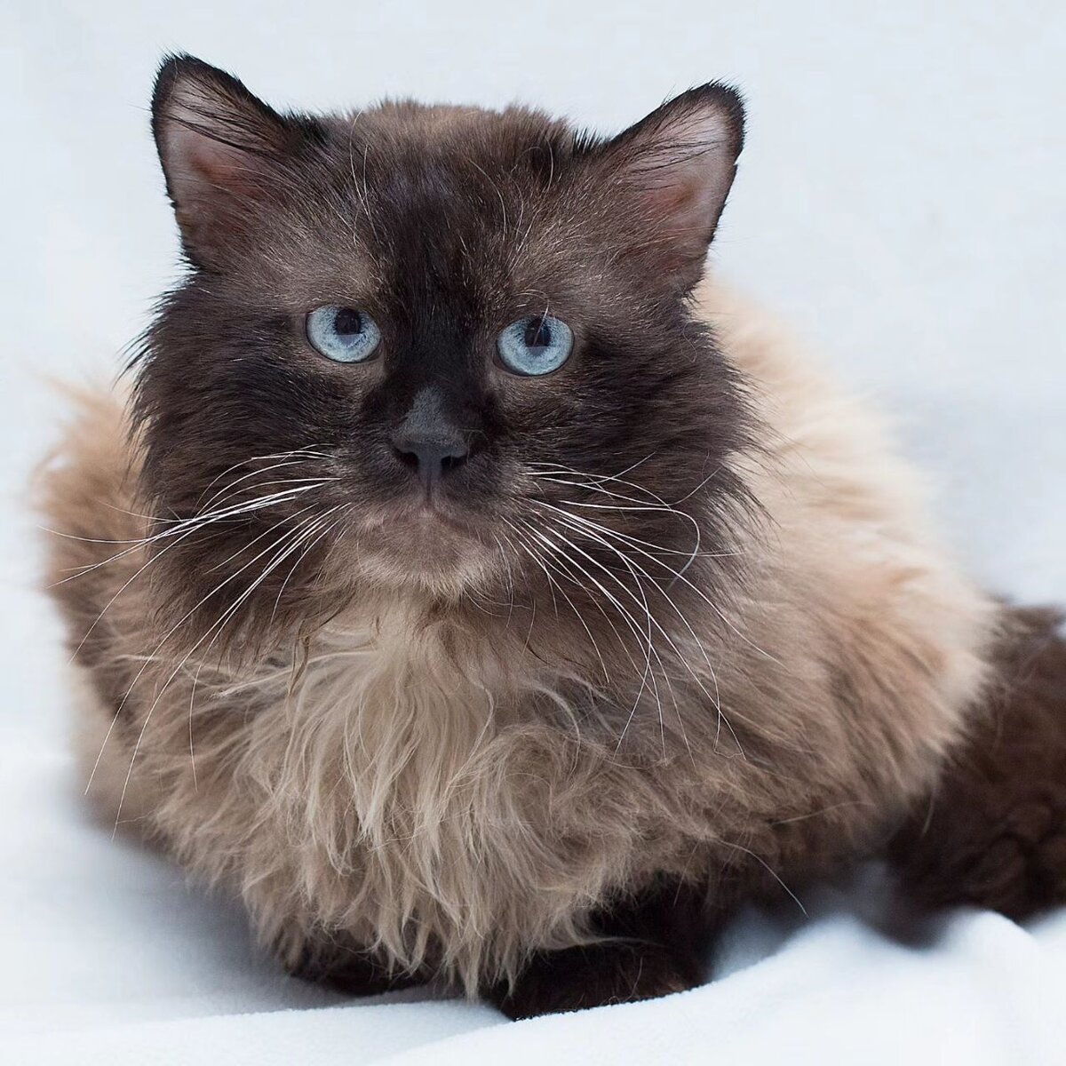  Зимой, в самый мороз, на территории одного ЖК жители заметили "странного" кота.