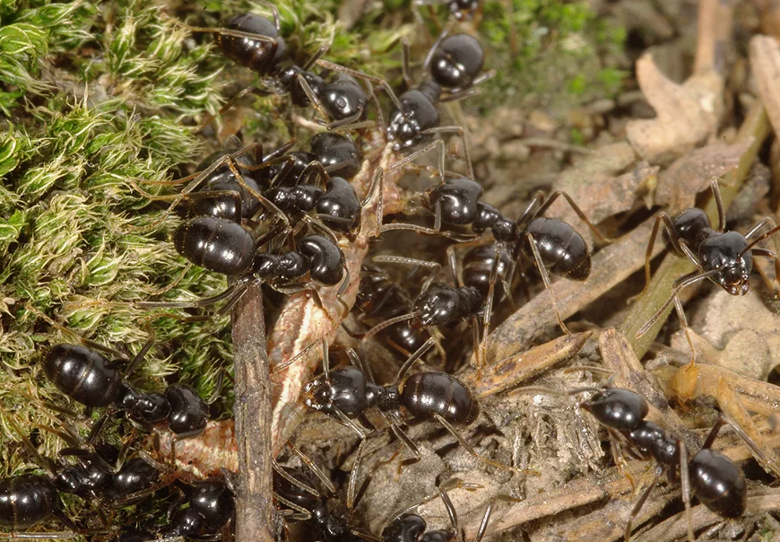 Садовые муравьи на участке
