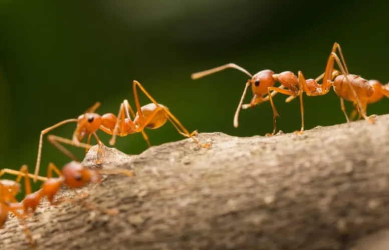 Лесные муравьи на стволе дерева 
