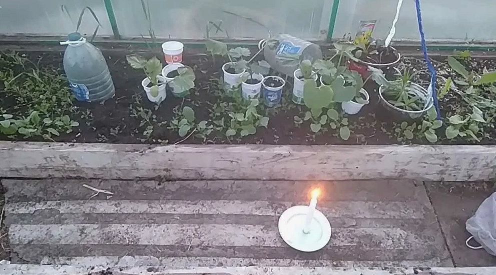 Надвигаются заморозки. Сделайте это прямо сейчас, чтобы ваши растения ...