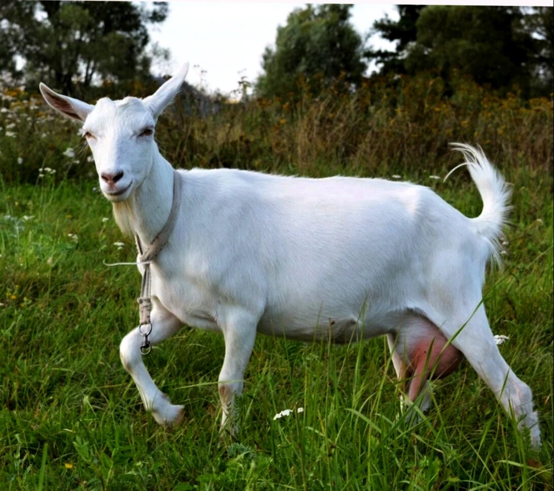 Наша была точь-в-точь такая 😊. Фото из интернета. 