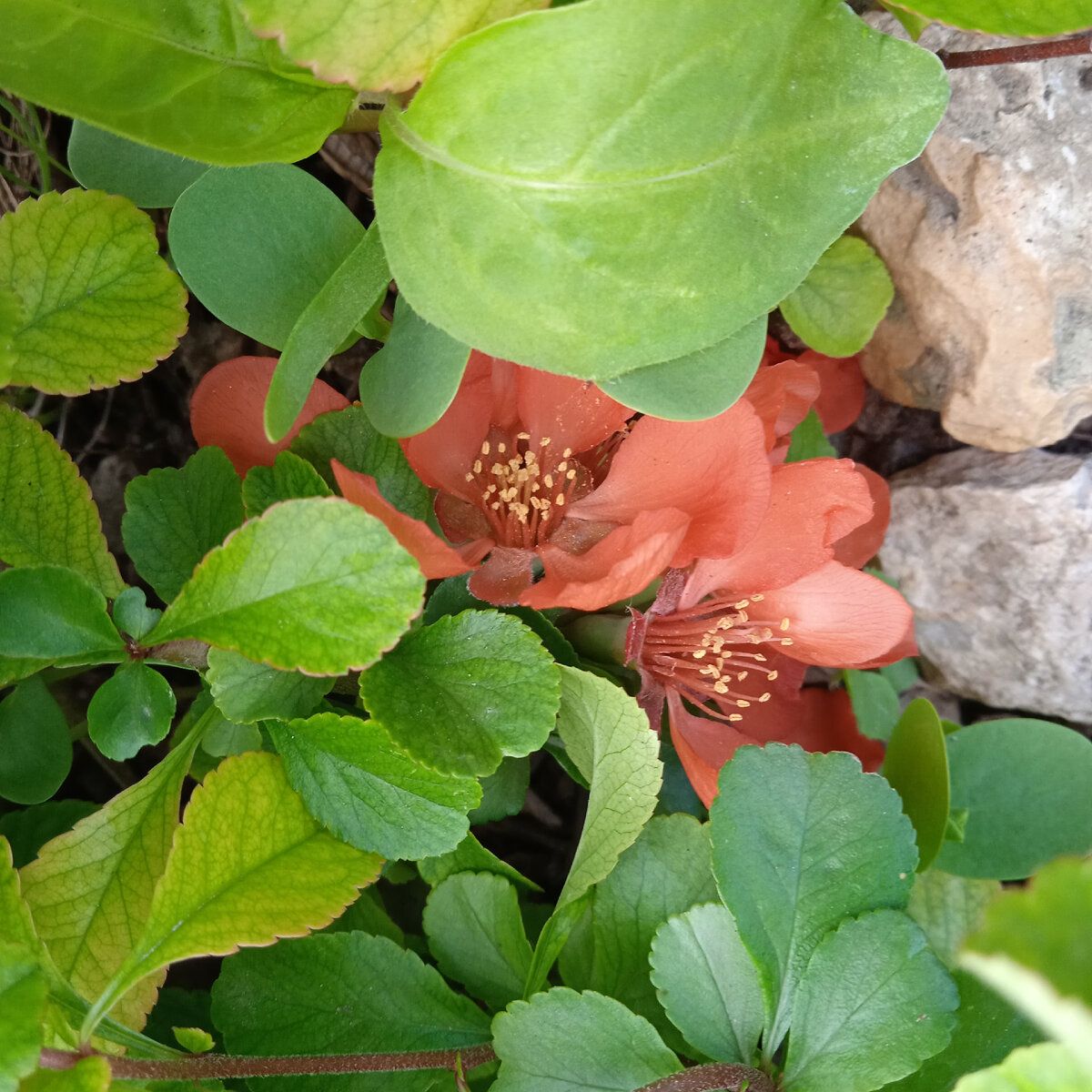 айва японская