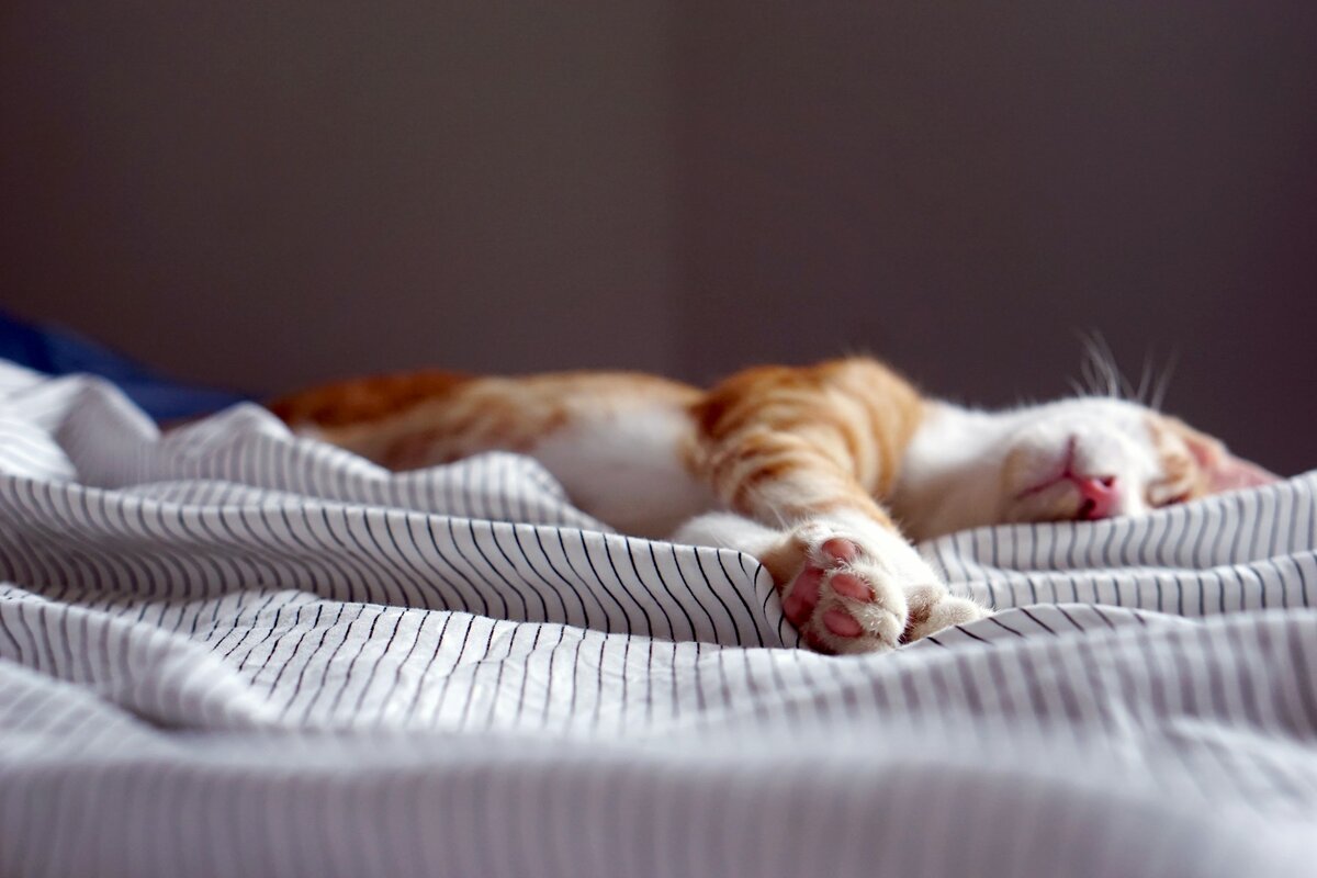 Сон — это неотъемлемая часть жизни каждой кошки. Взрослые коты спят в среднем 15 часов в сутки, а котята — и того больше. Но что происходит, когда наши пушистые друзья закрывают глаза?-2