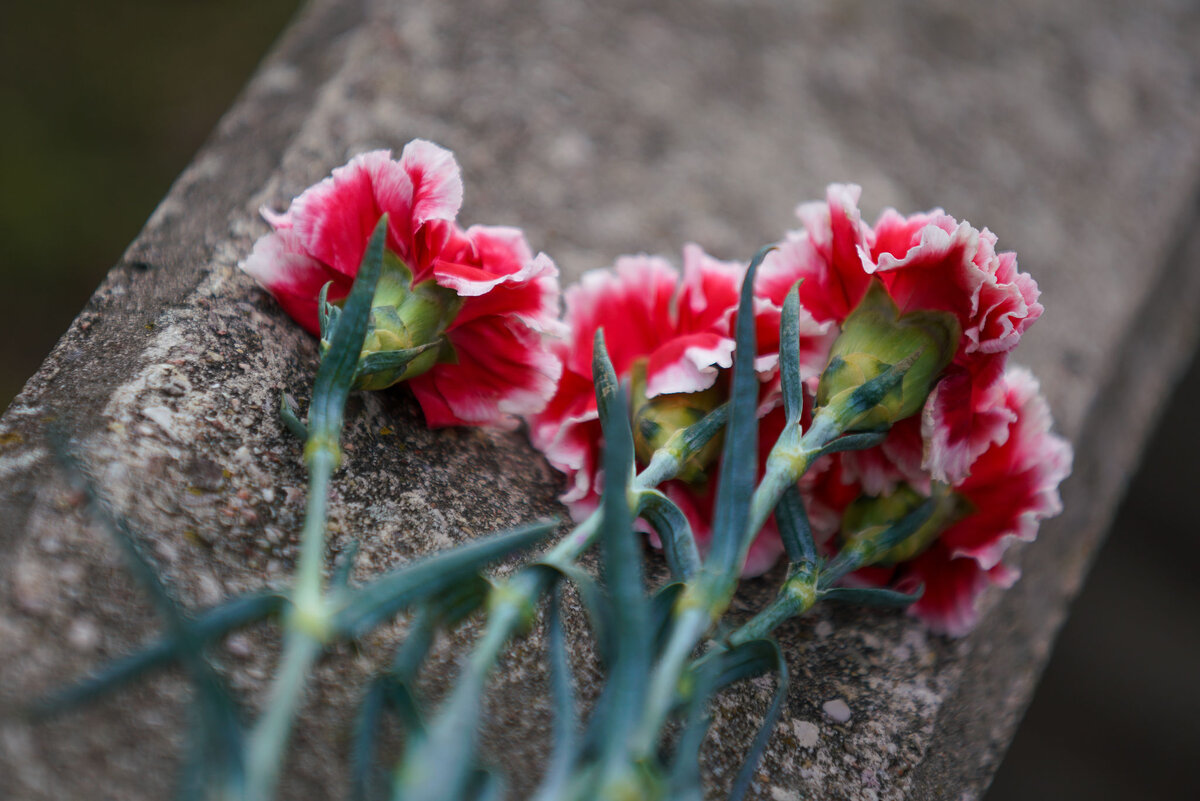 Человека, который принес гвоздики к несуществующему памятнику, обвинили в оправдании военных преступлений / © Sputnik