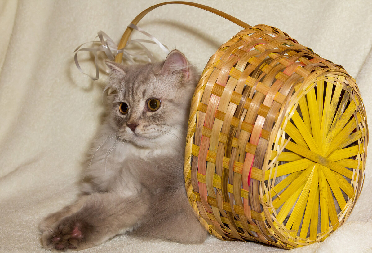 Басенька малыш