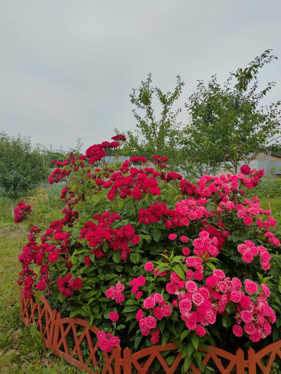 Канадки всегда радуют