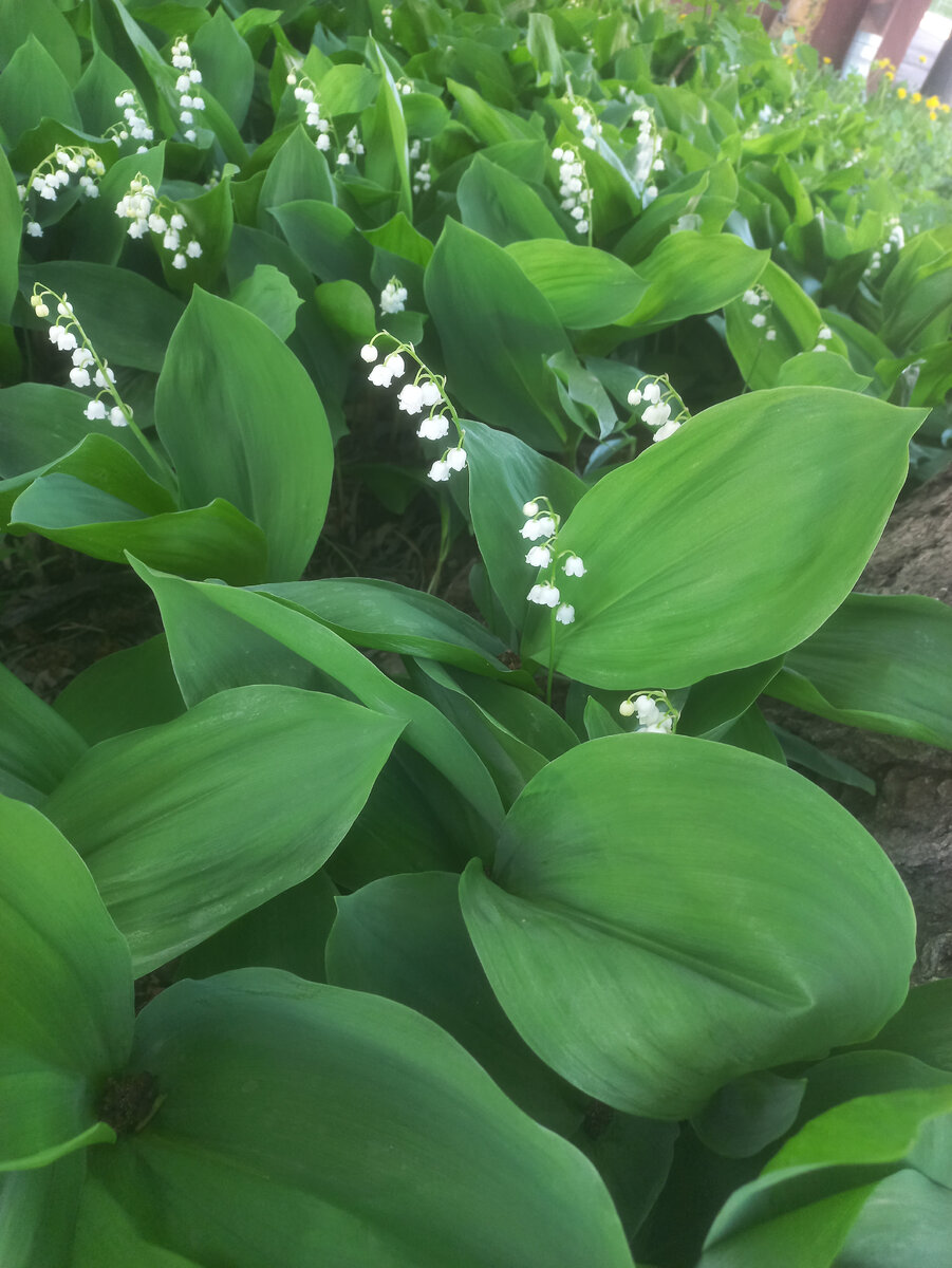 Фото мое! Ландыши растут в городе!