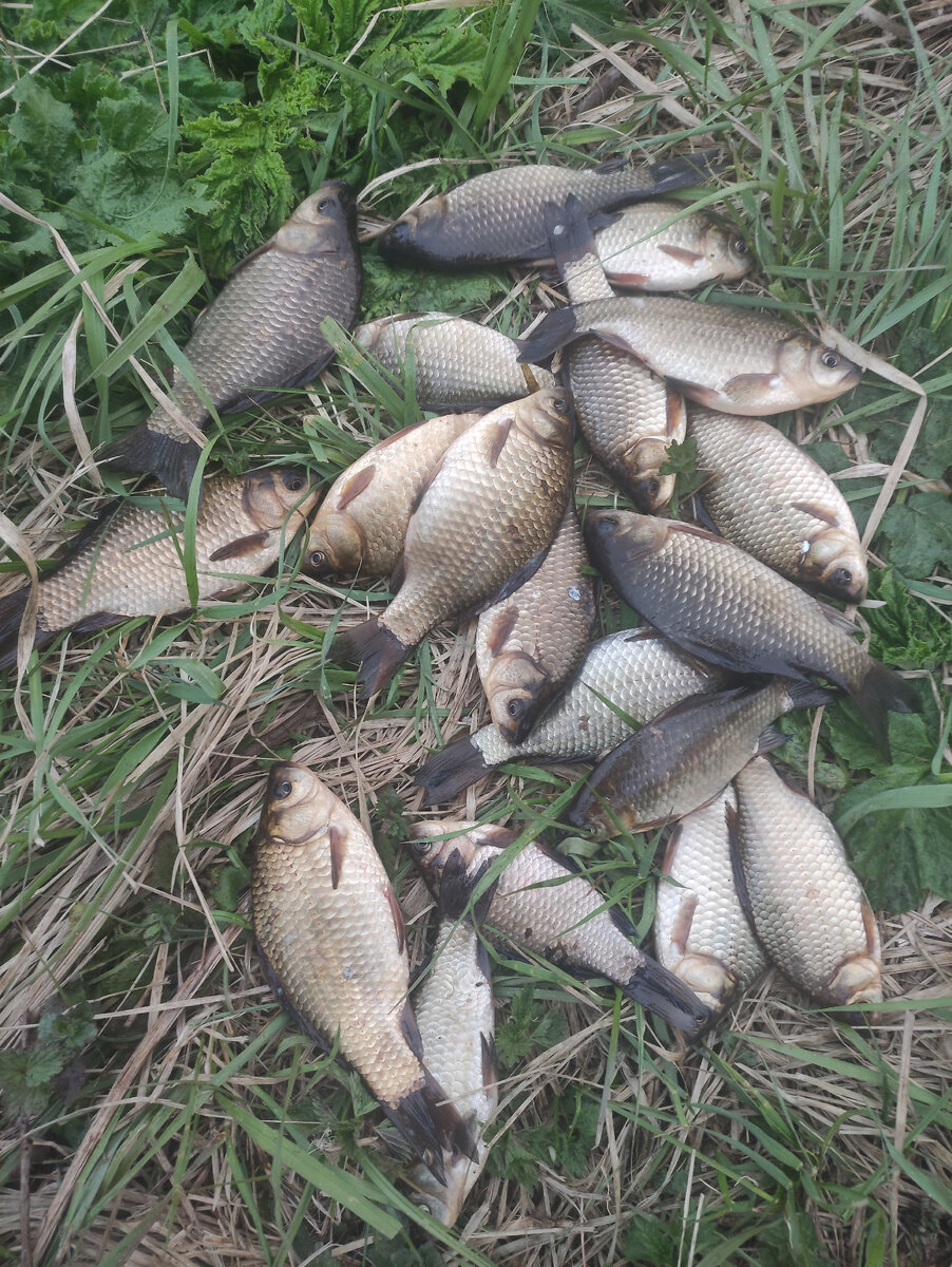 Карасики на "игру"