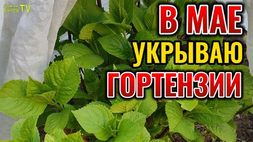 БЕЗ ЭТОГО ГОРТЕНЗИЯ МОЖЕТ ПОДМЕРЗНУТЬ И НЕ ЗАЦВЕСТИ ЛЕТОМ