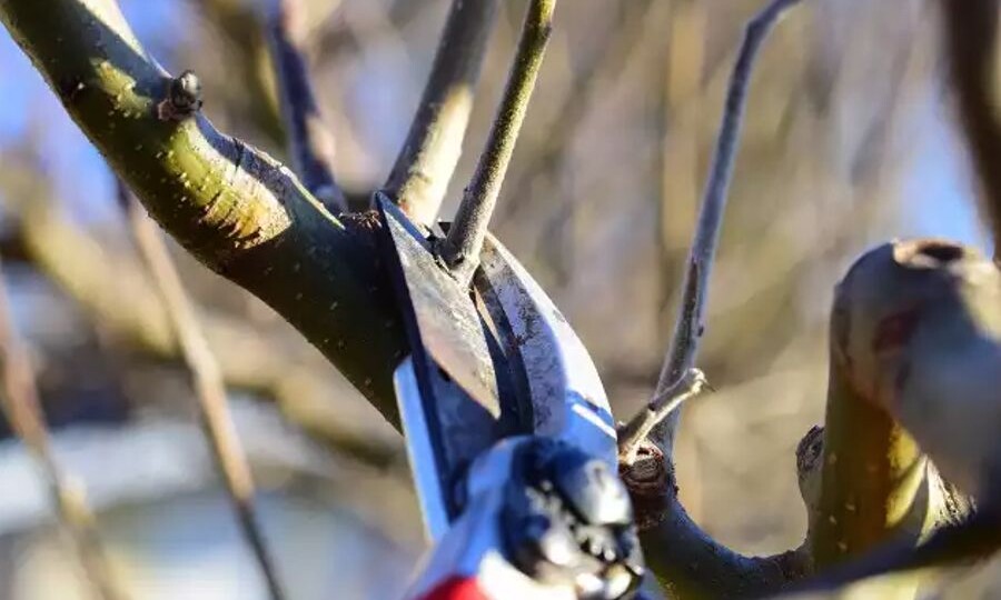 Обрезка волчков или что делать с быстро растущими вертикальными побегами