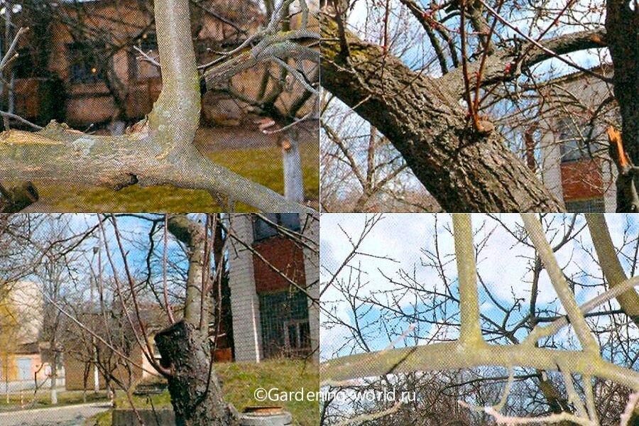 Волчки - вертикально растущие побеги.