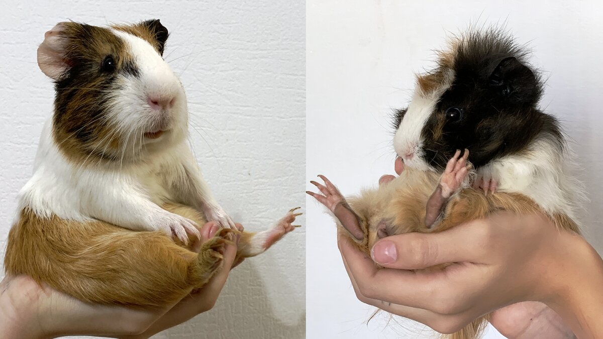 Батон и Зюзик