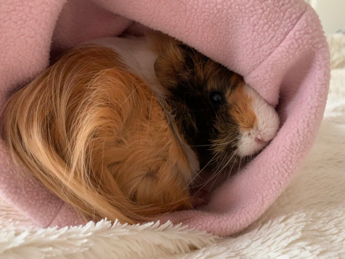 Зюзик спрятался