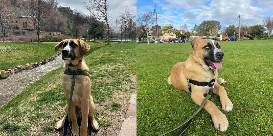 Фото дня: как выглядит плод любви овчарки и сенбернара