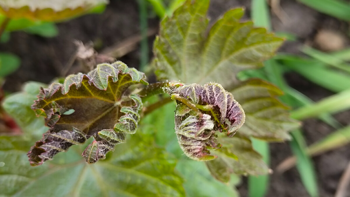 Побитый морозом этой ночью виноградный побег  