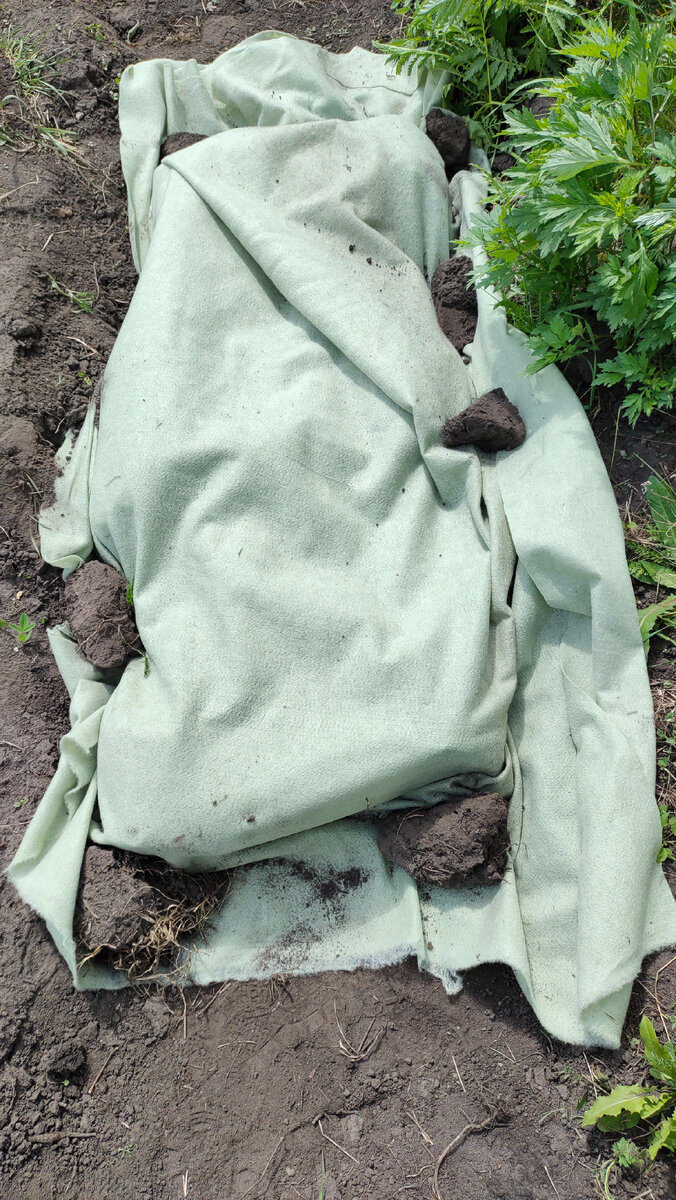 Укрытые однолетние и двухлетние саженцы в контейнерах, положенные плашмя на землю