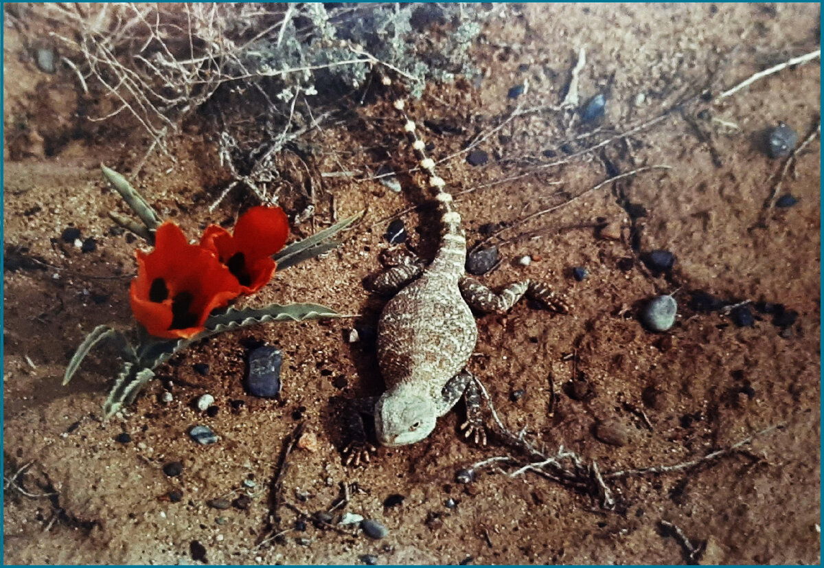 Фото с выставки «Альберт Пушкарёв. Люди, техника, эпоха», 1977-78гг.