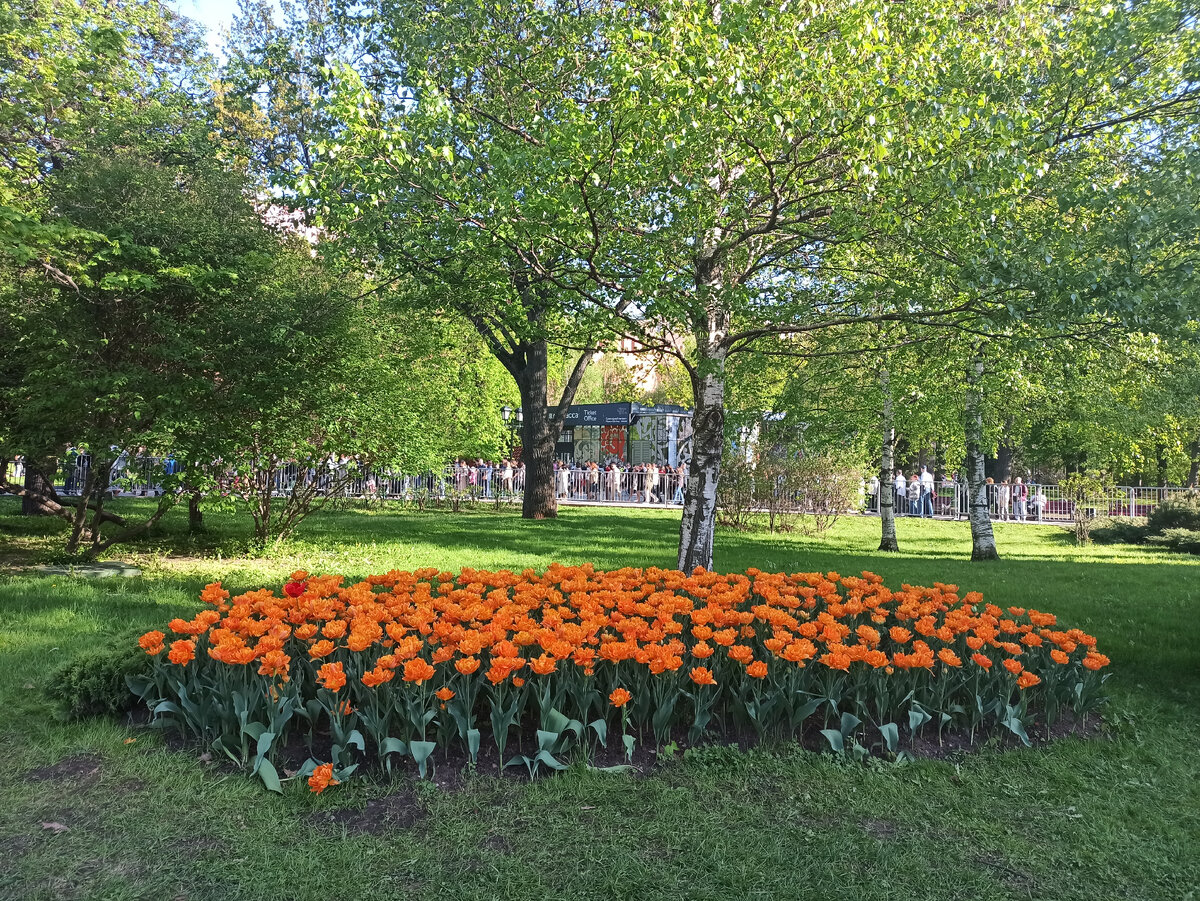 Москва. Александровский сад. Май 2024