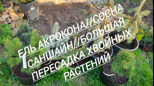 4 #Ель Акрокона//Сосна Саншайн//Большая пересадка хвойных//02.05.24🌲🌲🌲