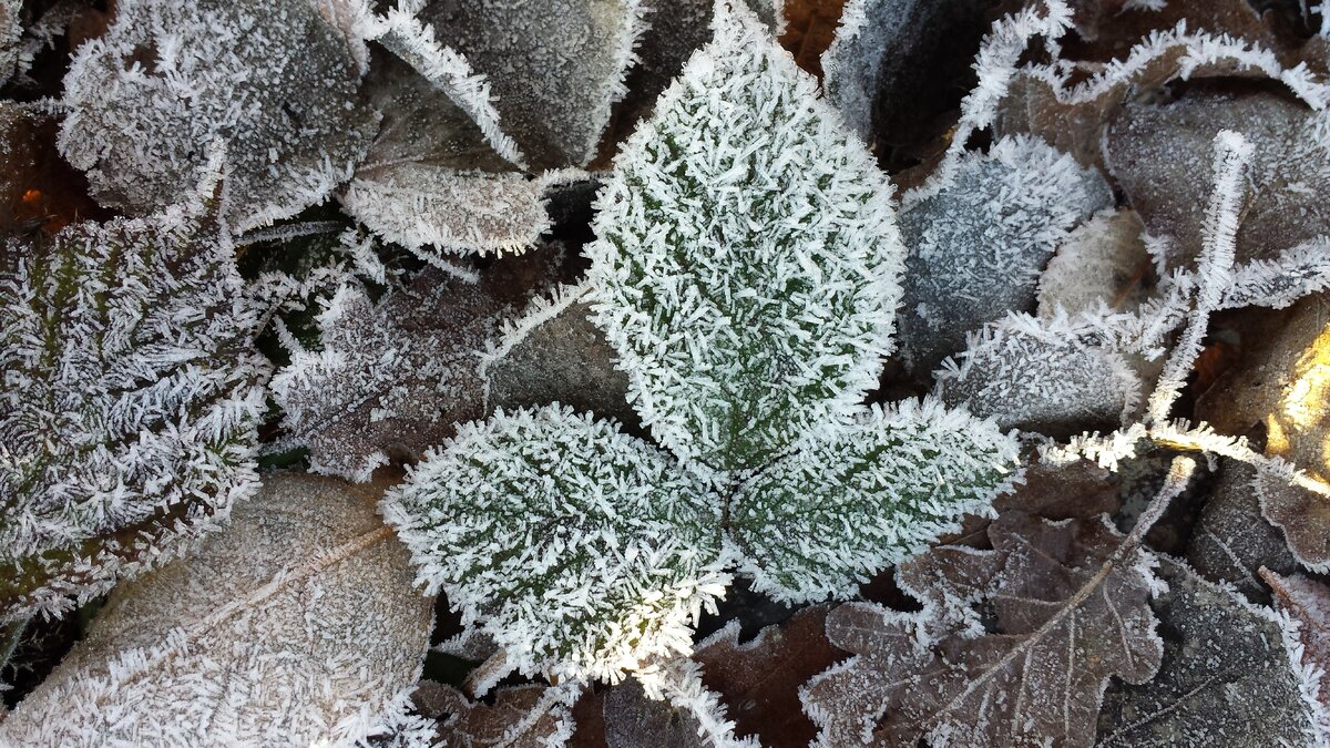 https://get.pxhere.com/photo/tree-nature-branch-snow-winter-cactus-plant-leaf-flower-frost-botany-frozen-flora-season-wintry-hoarfrost-freezing-temperatures-macro-photography-flowering-plant-beech-leaves-land-plant-1363221.jpg