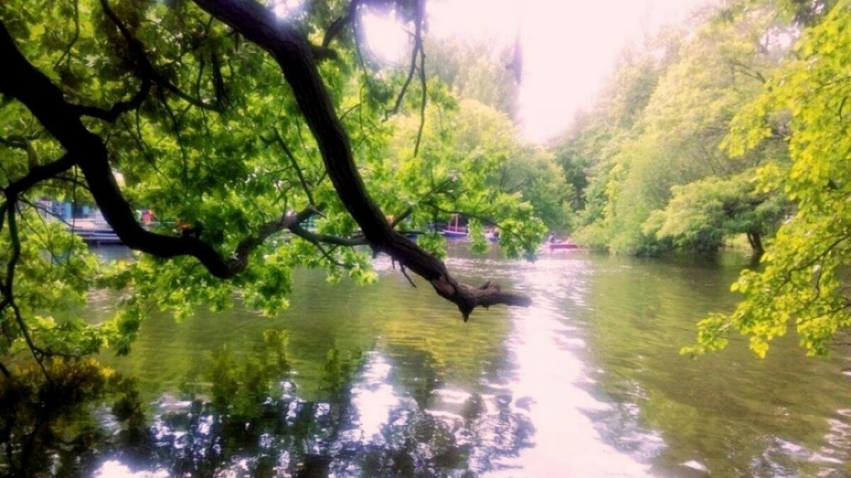    Сильный ветер в Саратове вырвал дерево с корнем на ЛуговойНовости Саратова и области – Сетевое издание «Репортер64»