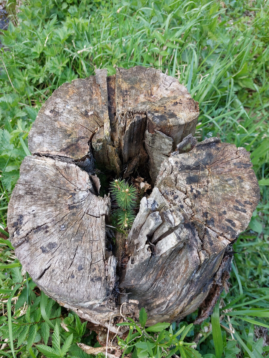 Чудо природы. Ёлочка растёт в старом пне.