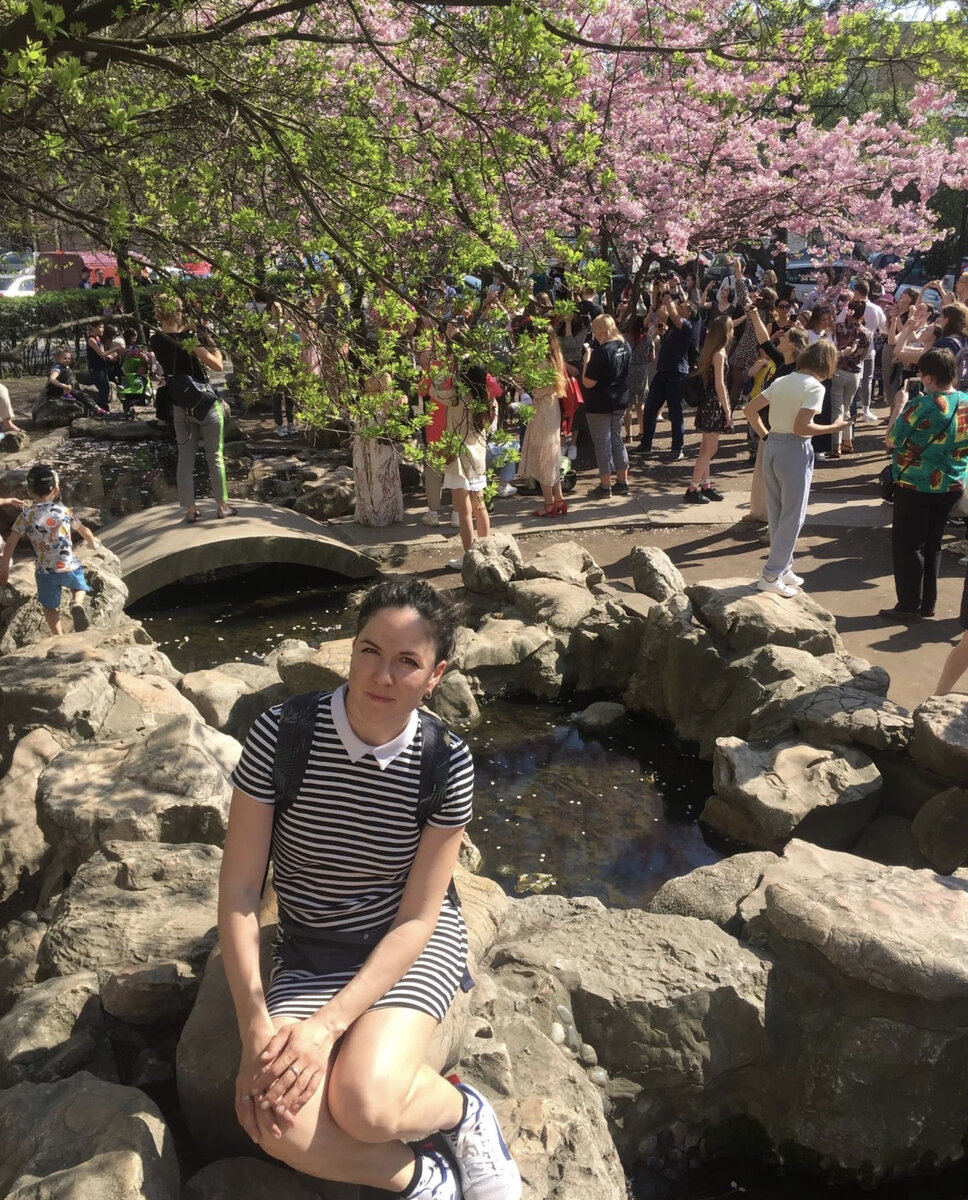 Цветение сакуры в Петербурге где смотреть