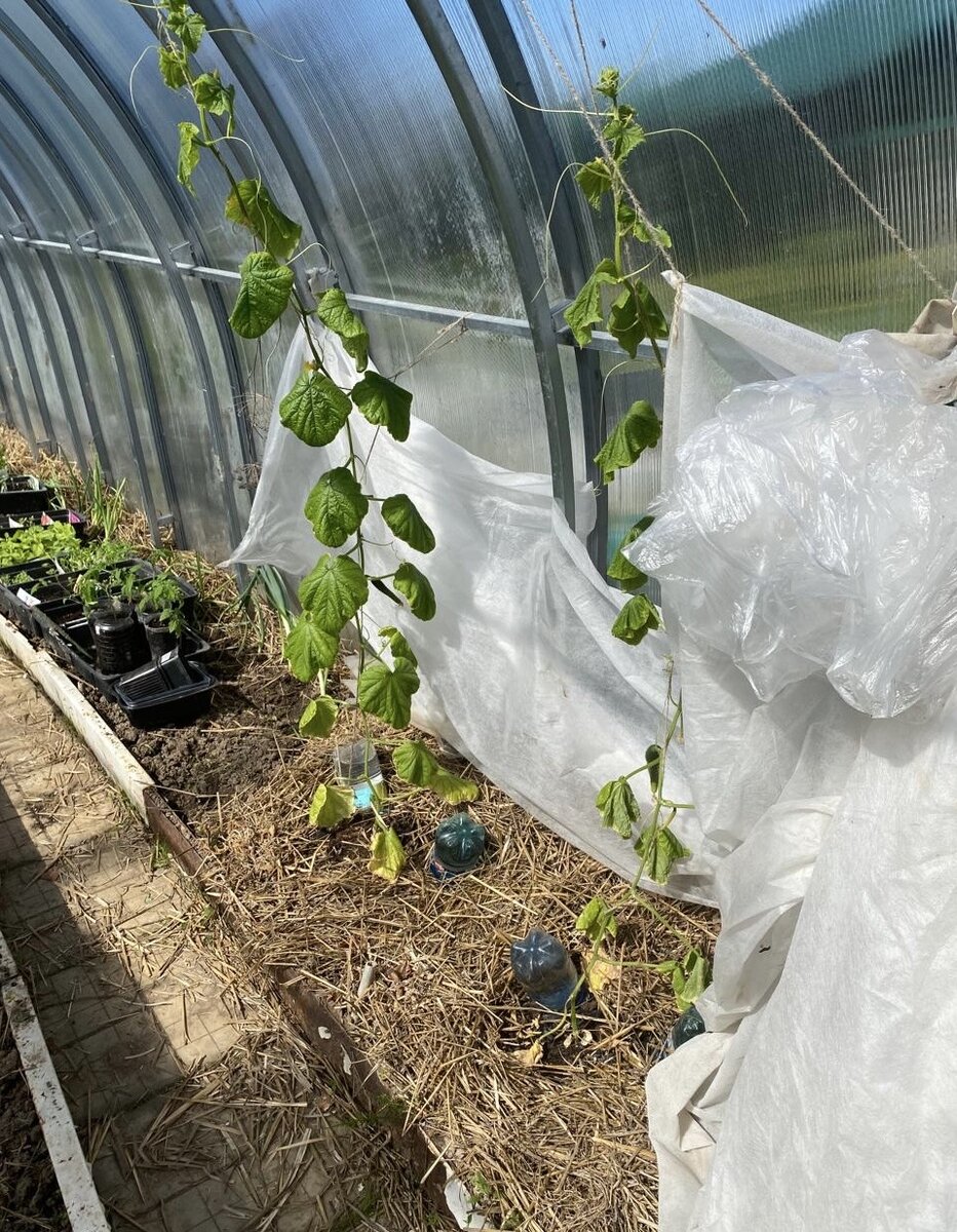 Огурцы немного подвяли от жары, сорт Апрельский