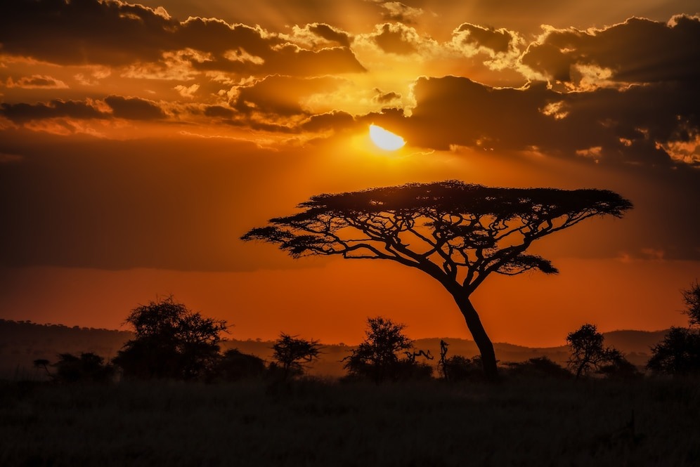 Источник: https://img.freepik.com/free-photo/mesmerizing-view-silhouette-tree-savanna-plains-sunset_181624-28022.jpg?t=st=1741889347~exp=1741892947~hmac=8925ddf424983e3589be369e5f8278c6366f093191dbe0f61a18705c5beec51b&w=996