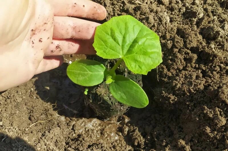 Что нельзя добавить в лунку при высадке рассады огурцов в теплицу