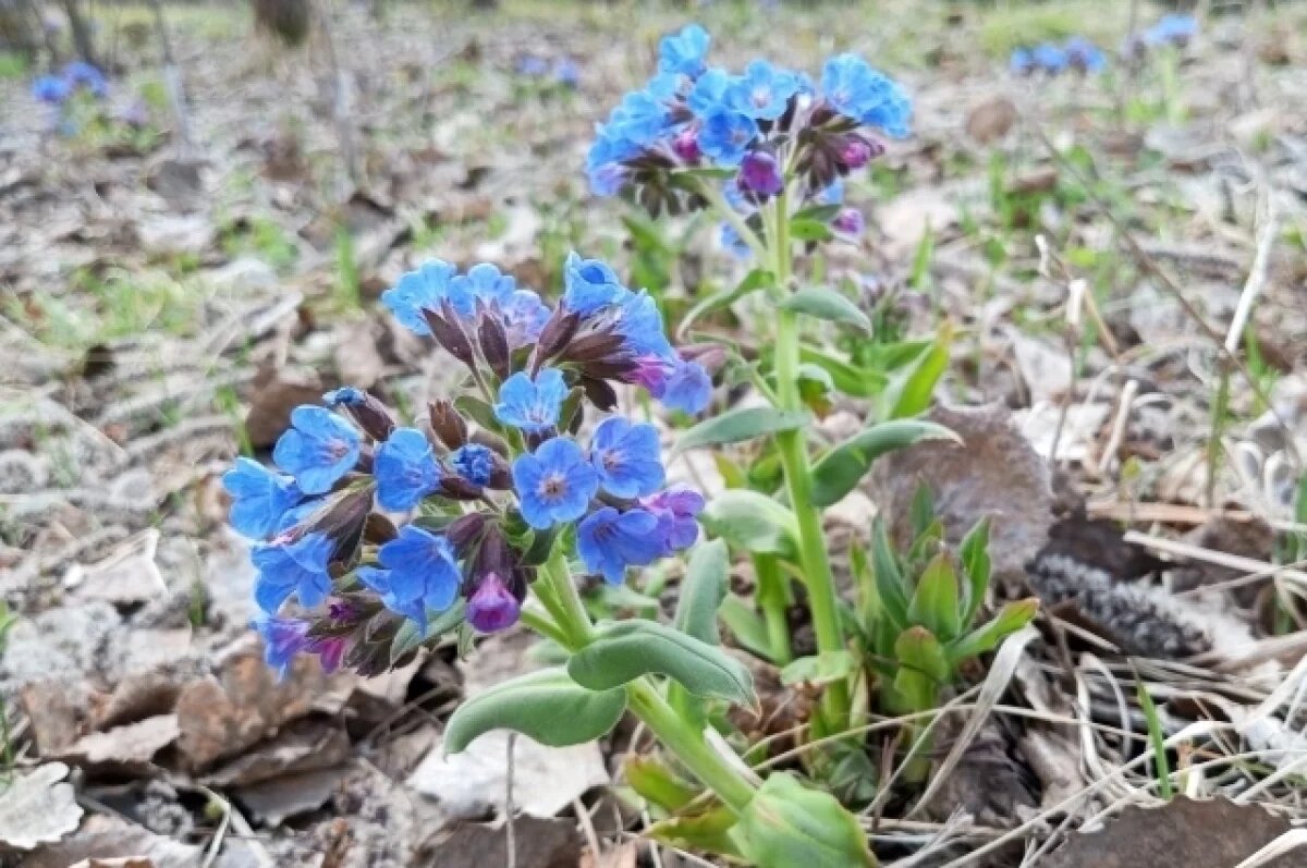    Умеренно прохладно и сухо: какая погода будет в Хабаровском крае 4 мая