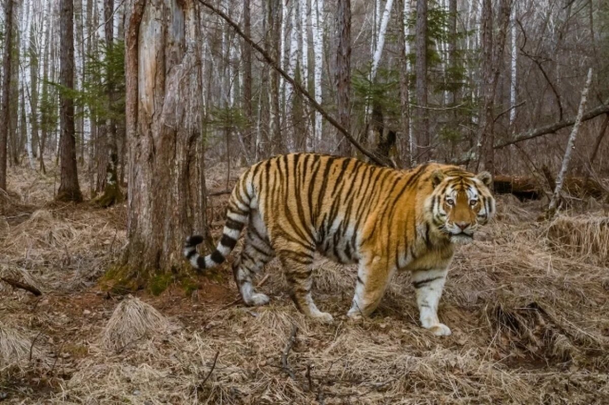   Чем грозит людям соседство с опасными хищниками?
