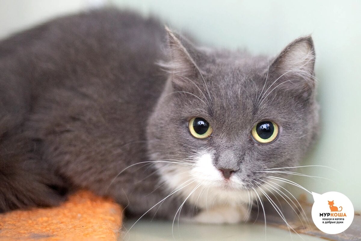 Воркуту нашли на улице. Появилась внезапно у подвалов.