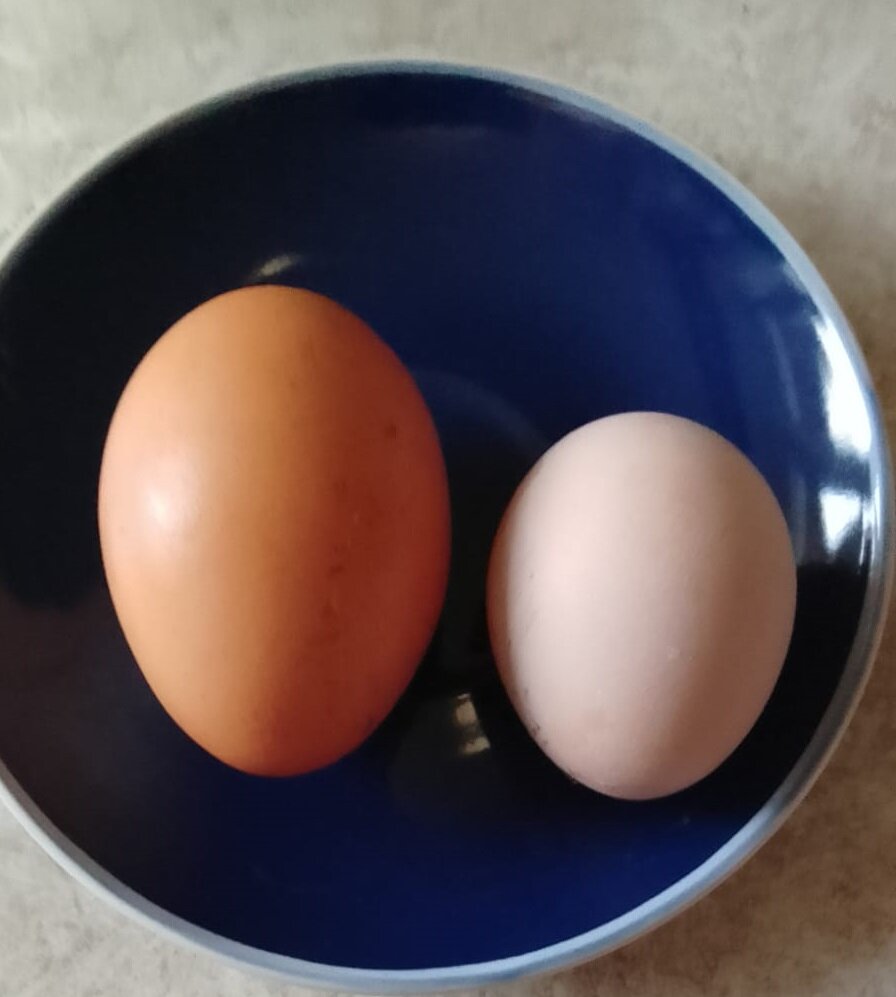 На фото домашние яйца... Сестра удивилась большому яйцу...