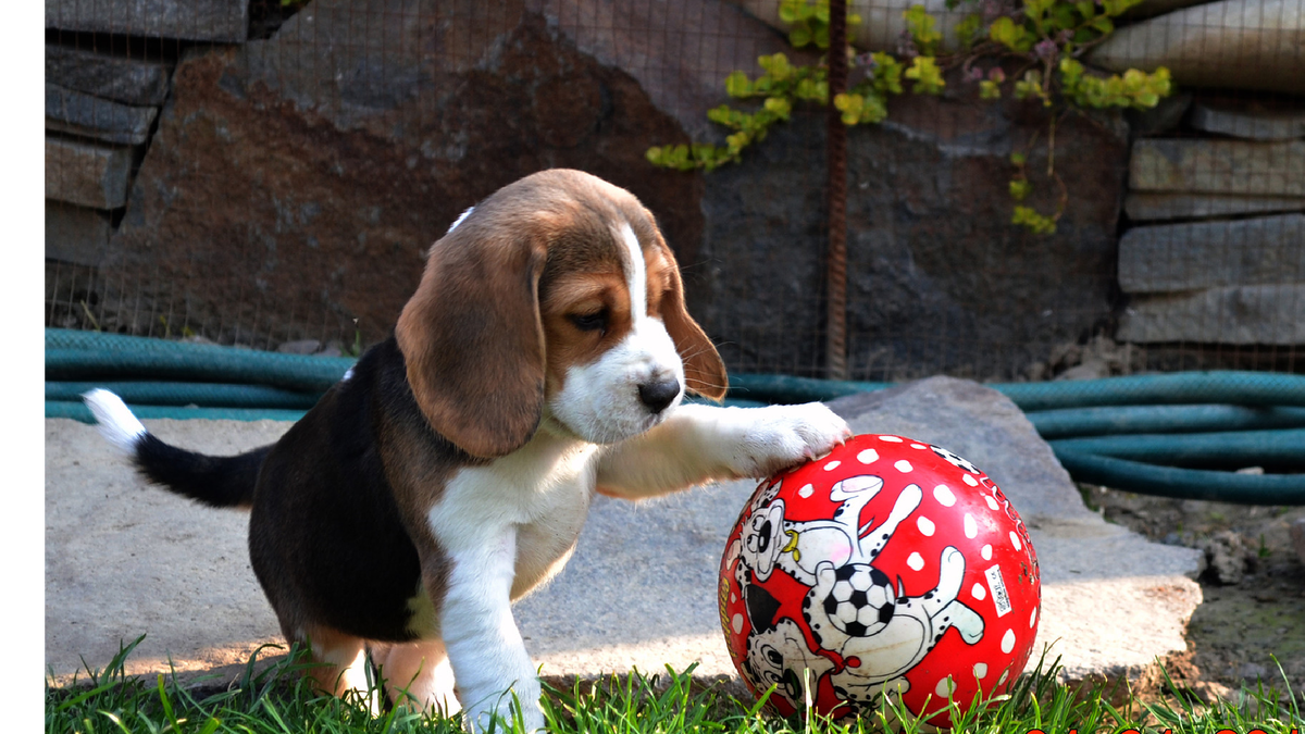 Фото из открытых источников интернета Яндекс.картинки