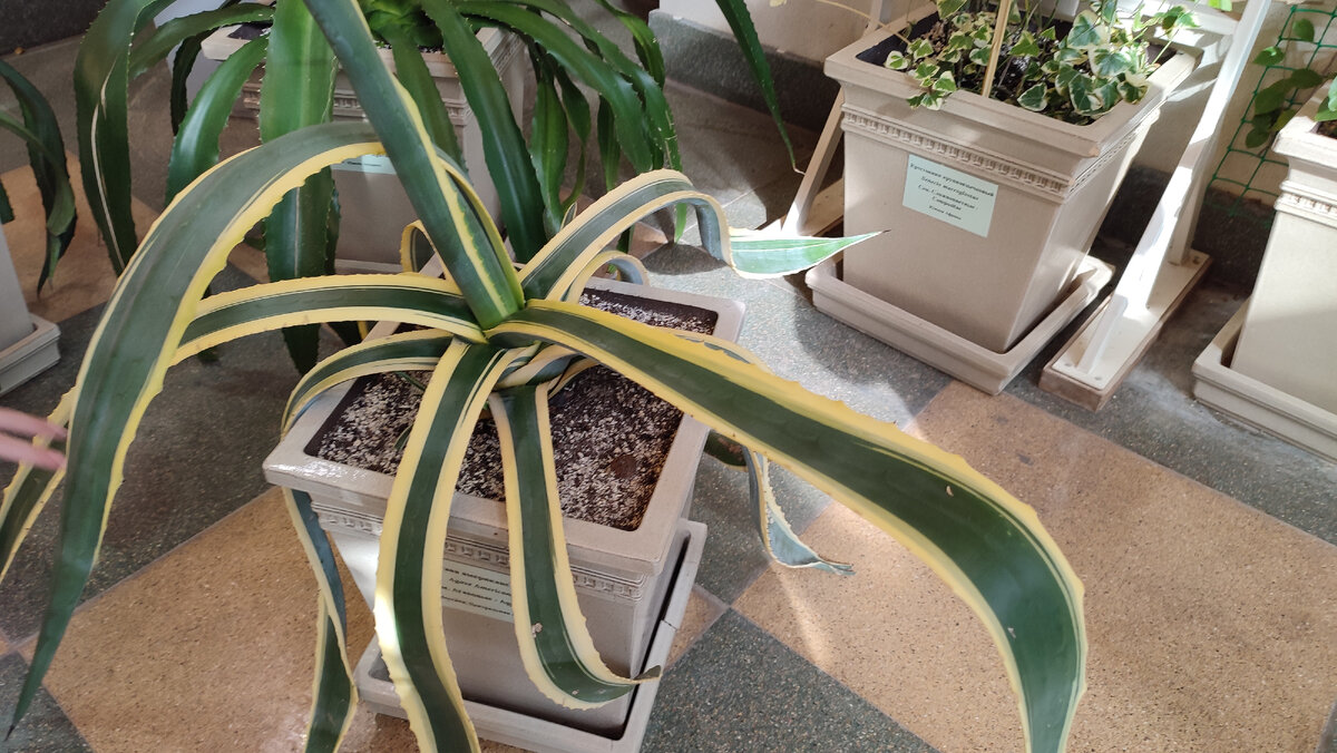 Оранжерея. Царицыно. Москва