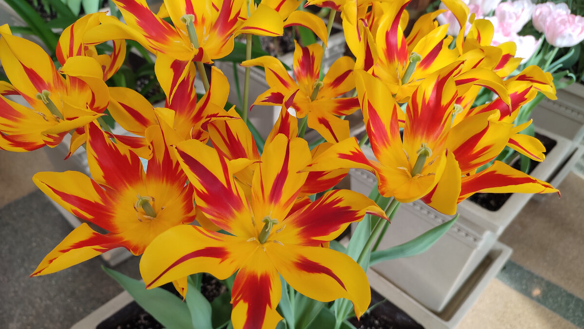 Оранжерея. Царицыно. Москва