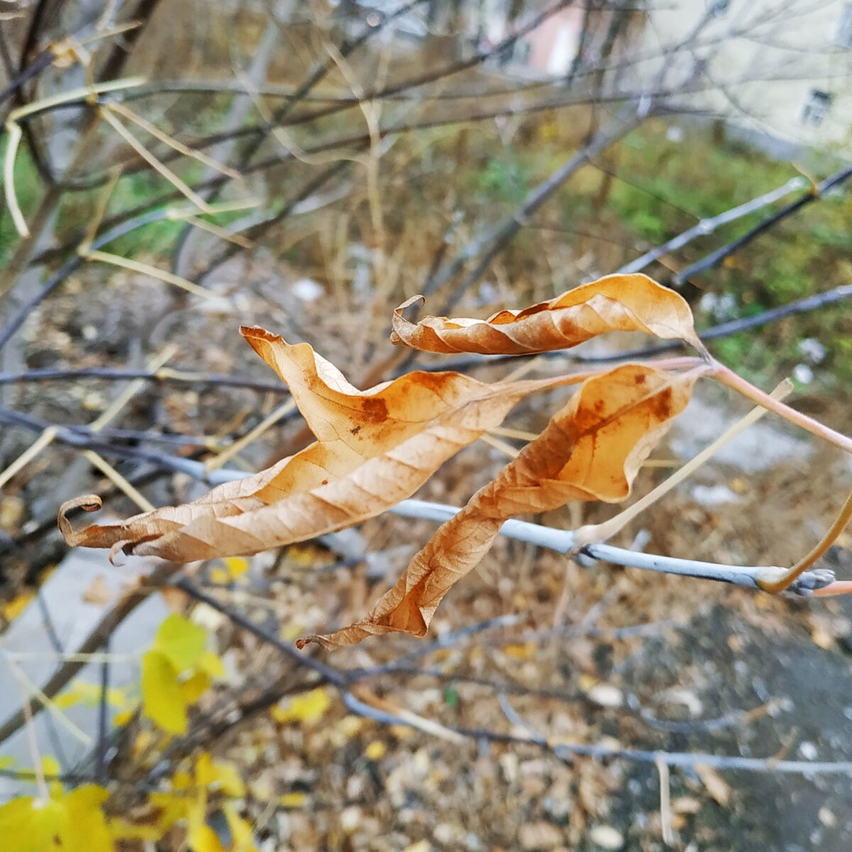 Фотографии моего авторства.