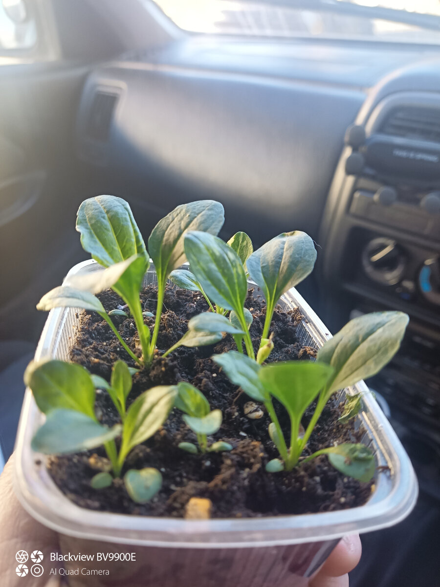 Подорожник из семян