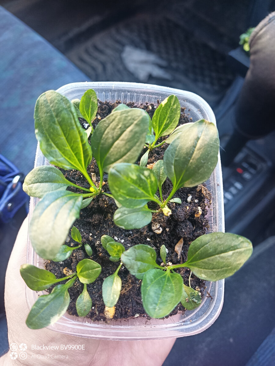 Не простой.