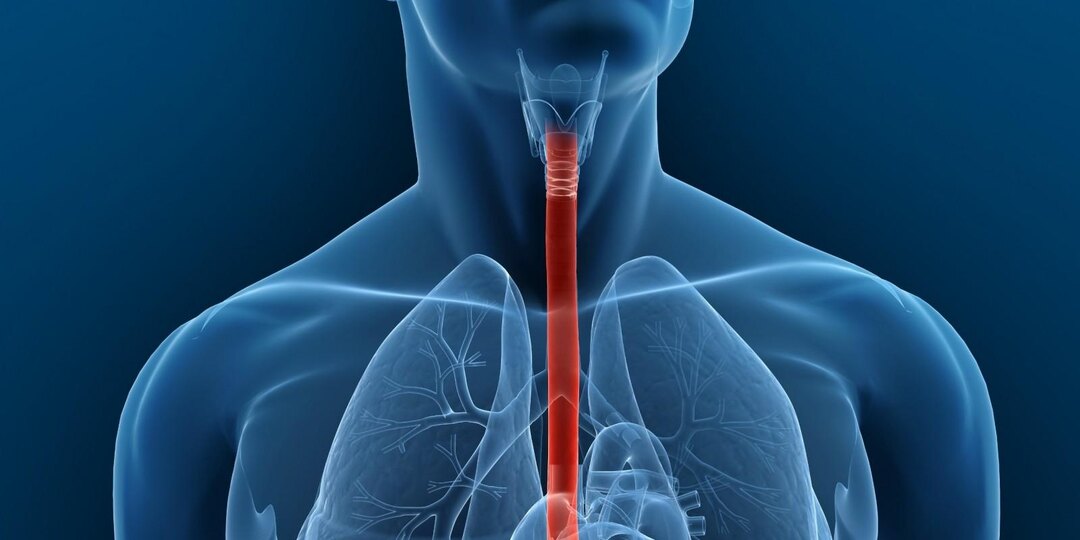 Заболевания пищевода — кратко о главном