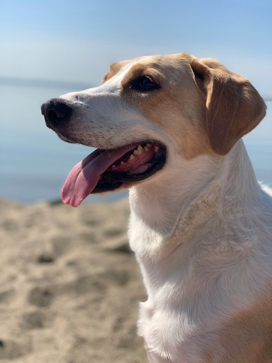 Клеопатра, она же Клюша - бывшая бездомная собака со сложной судьбой, а теперь боевая подруга и полноправный член семьи автора данного канала