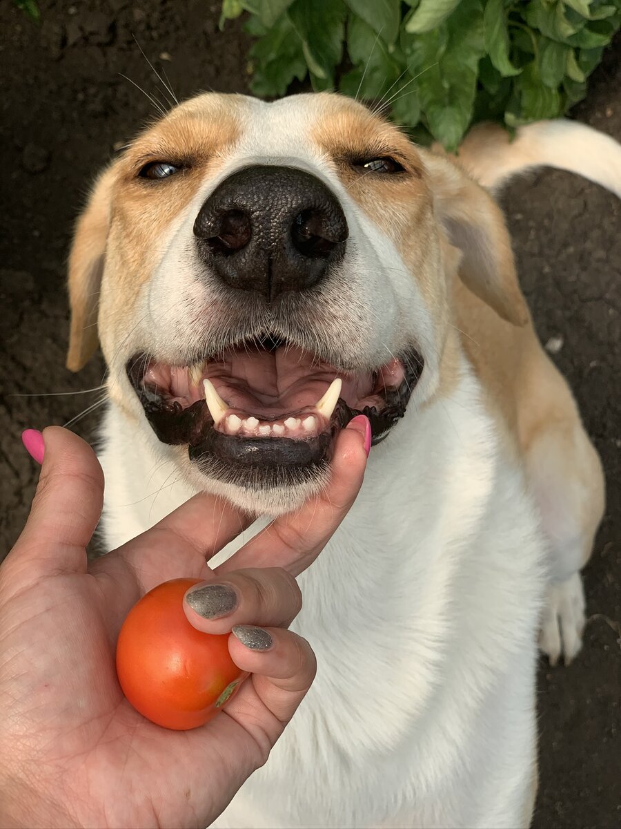 Клеопатра, она же Клюша - бывшая бездомная собака со сложной судьбой, а теперь боевая подруга и полноправный член семьи автора данного канала