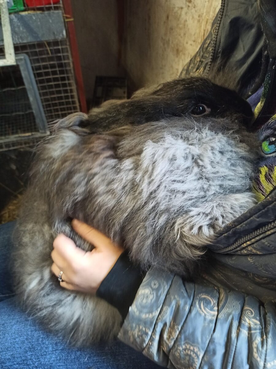 Варюша до стрижки. 