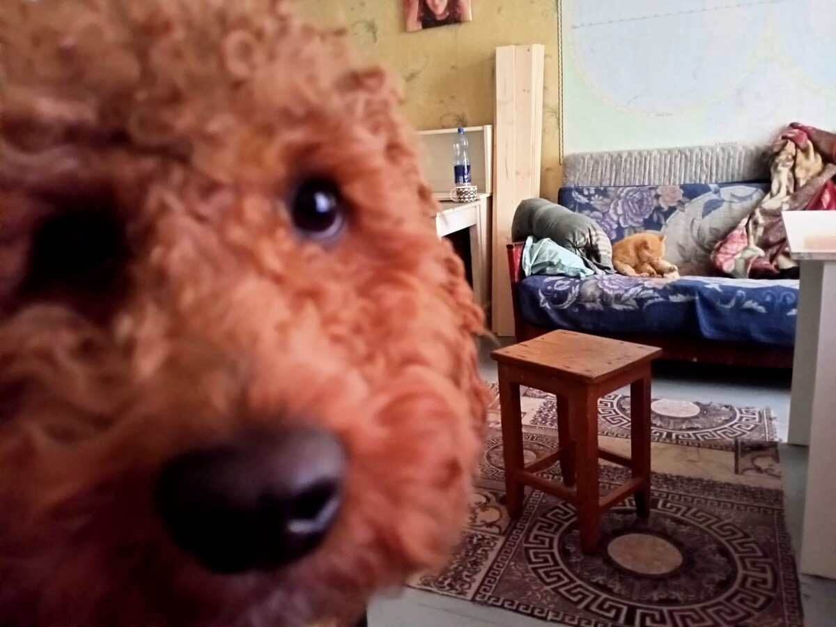 Румпель: - КТО ЭТО????????