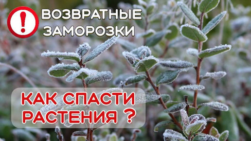 SOS! Возвратные ЗАМОРОЗКИ! СПАСАЕМ растения от возвратных заморозков.