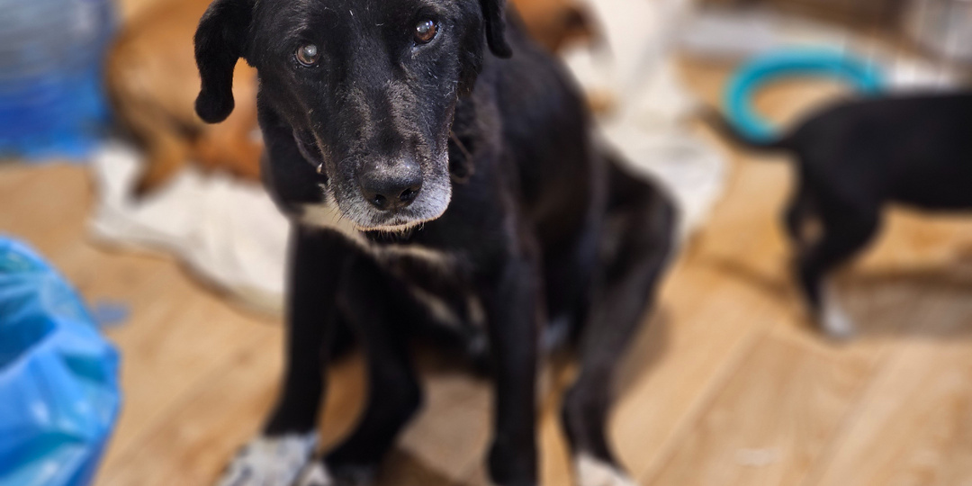 Он знает, что скоро уйдёт от нас...