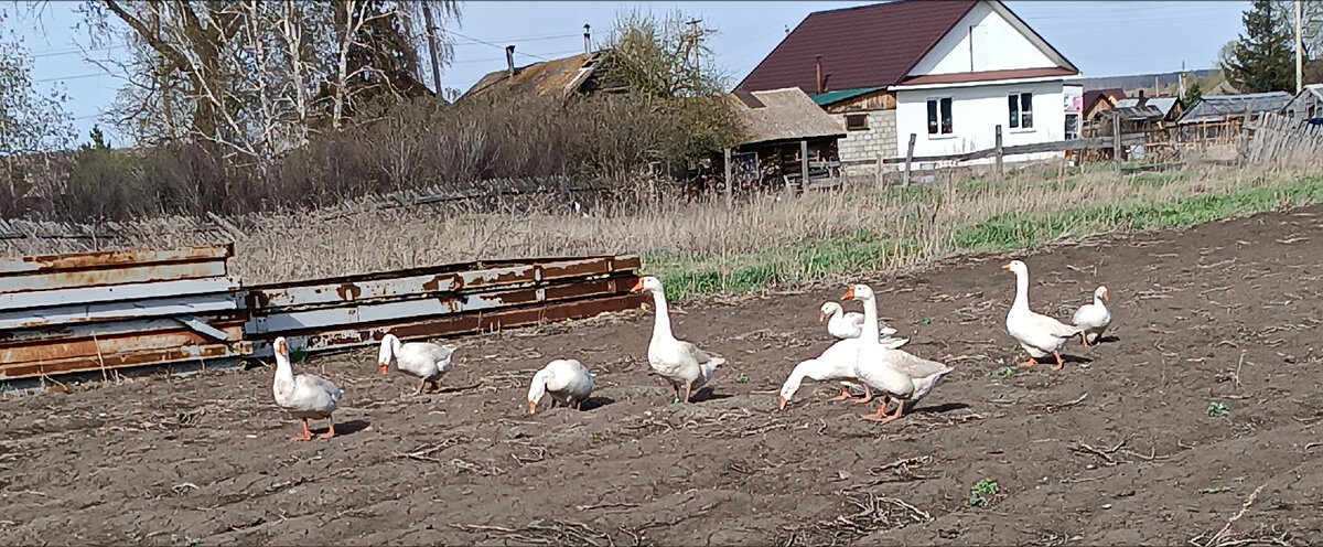 Гуси-гуси га га га
