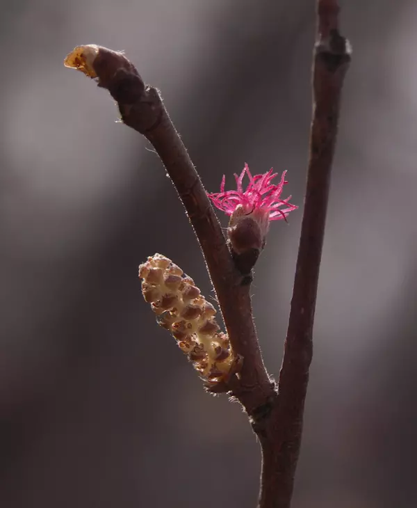 лещина обыкновенная